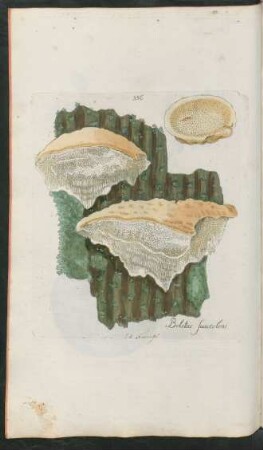 336. Boletus suaveolens
