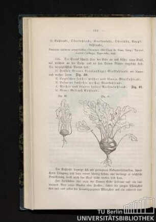 5) Kohlrabi, Oberkohlrabi, Knollenkohl, Oberrübe, Knopfkohlrabe.