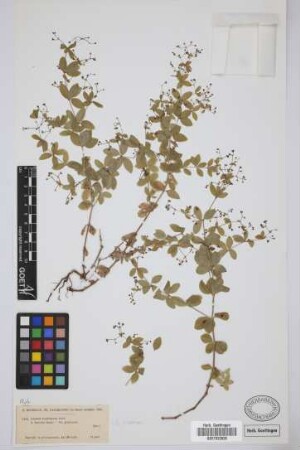 Galium ellipticum Willd. ex Hornem.