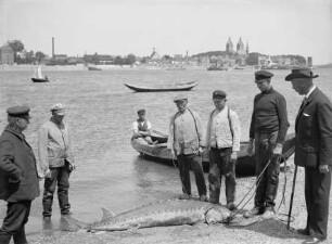Störfang am Köteloorth unterhalb der Reeser Schanz, im Hintergrund die Stadt Rees