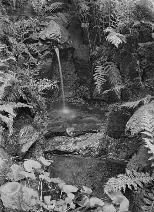 Dresden. Botanischer Garten, Farnquartiere : Dresden-Altstadt, Botanischer Garten. Farnquartier, Pflanzenbewuchs um einen künstlichen Wasserlauf mit Quelle