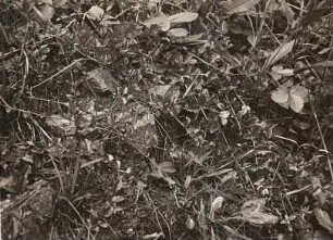 Pfennigkraut (Lysimachia nummularia)