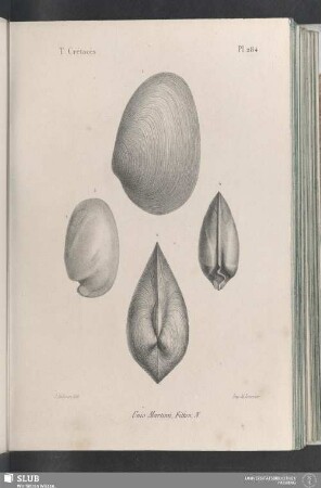 Pl. 284