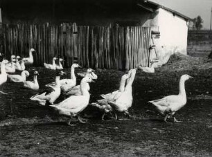 freilaufende Gänse im Burgenland