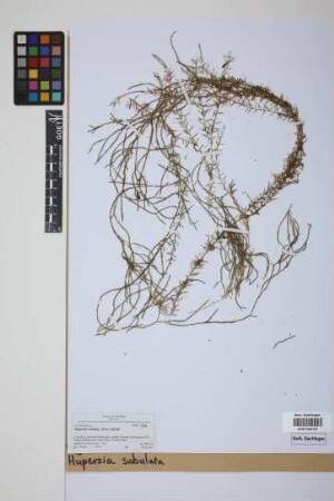 Phlegmariurus subulatus (Desv. ex Poir.) B. &Oslash;llg.