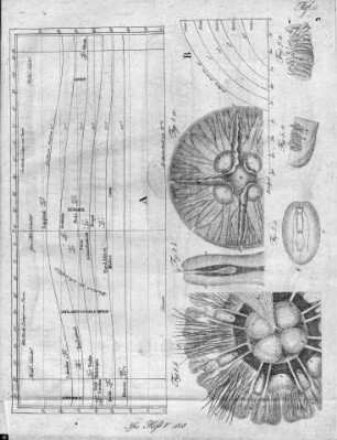Tafel 11 : zur Isis Heft V. 1818