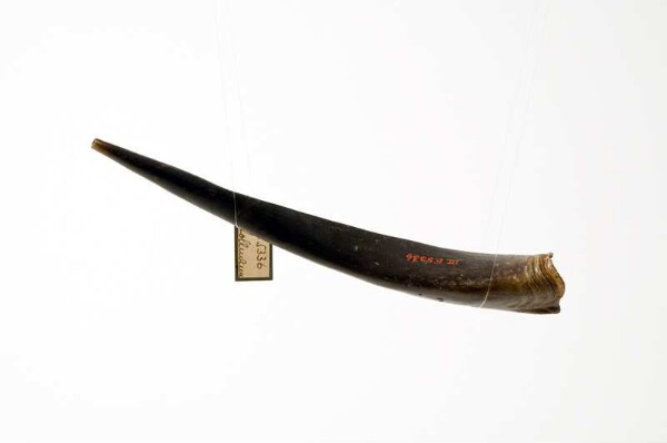 Horn made from antelope horn