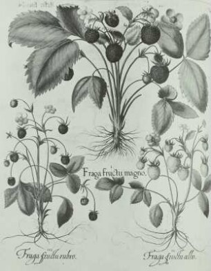 Besler, Basilius und Hieronymus: Hortus Eystettensis: Gartenerdbeere (Fragaria ananassa) verschiedene Zuchtformen