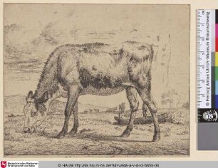 [Grasendes Kalb; Grazing Calf]