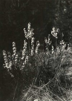 Echter Seidelbast (Daphne mezereum), auch Echt-Seidelbast, Gewöhnlicher Seidelbast oder Kellerhals genannt, ist eine Pflanzenart aus der Gattung Seidelbast (Daphne) und gehört zur Familie der Seidelbastgewächse (Thymelaeaceae)