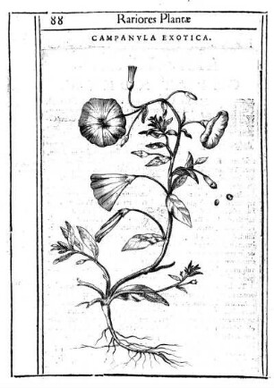 Campanvla Exotica.