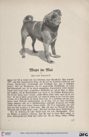 14: Mops im Mai