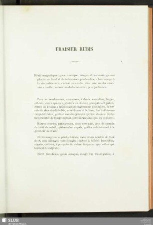 Fraisier Rubis