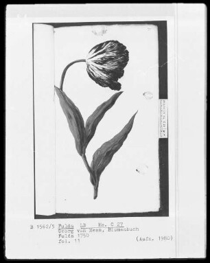 Georg Friedrich Heß, Blumenbuch — Tulpe, nach rechts geöffnet, Folio 11recto