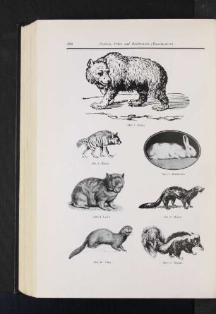 Abb. 5 Eisbär Abb. 6 Hyäne Abb. 7 Kaninchen Abb. 8 Luchs Abb. 9 Marder Abb. 10 Otter Abb. 11 Skunks