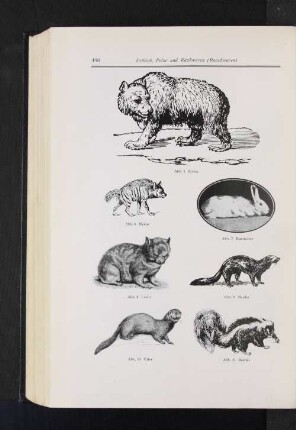 Abb. 5 Eisbär Abb. 6 Hyäne Abb. 7 Kaninchen Abb. 8 Luchs Abb. 9 Marder Abb. 10 Otter Abb. 11 Skunks
