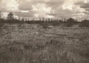 Oberlausitz. Verlandeter Teich