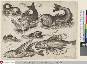 Fictitij Pisees; Delphinus fict; Milvus; Hirundo zeeswalm [Fiktionaler Fisch, fiktionaler Delphin und ein fliegender Fisch; A Fictional Fish, Fictional Dolphin, and a Flying Fish]