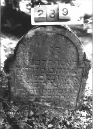 Grabstein 239 (Index: 99799947) Material: Sandstein Zustand: verwittert, eingesunken, teilw. Textverlust Maße HxBxT: 73x51x10 cm Beschreibung: Stele, eingezogener Rundbogenabschluß, Schriftfeld eingetieft: Grabstein 239