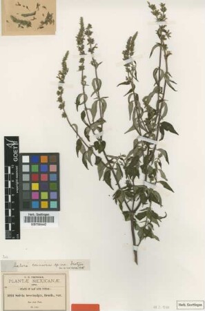 Salvia brevicalyx Benth.