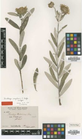 Berkheya angolensis O.Hoffm. [isotype]