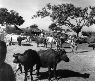 Reisefotos Indien. Dörfliche Szenen zwischen Agra und Delhi mit heiligen Kühen