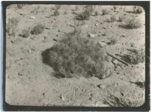 Echinocactus specie in der Pampa bei Eucaliptus