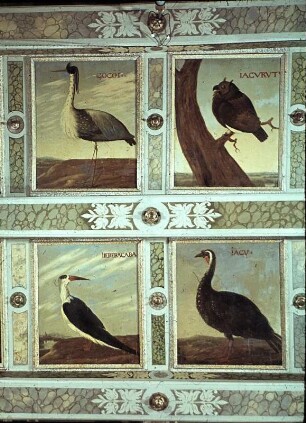 Deckenbild 78: COCOI -Sokoireiher (Ardea cocoi)