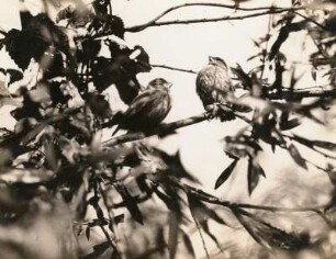 Grünfink (Carduelis chloris L.), ausgeflogene Junge