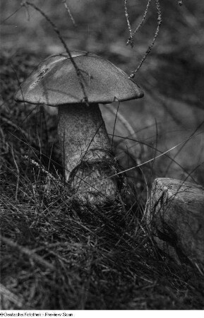 Pilz
