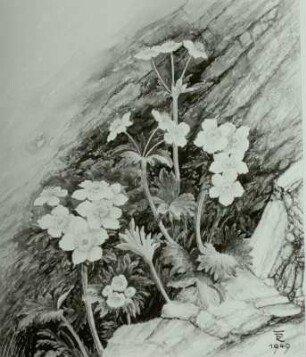 Narzissenartige Alpen-Anemone