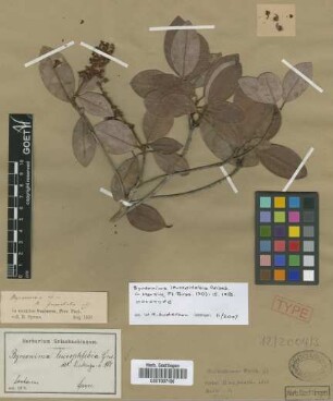 Byrsonima leucophlebia Griseb.