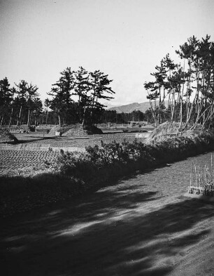 Japan. Erdbeerkulturen