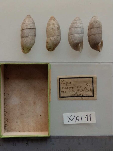 Pupa maritina var. levis et erstulata[?] Pfr.