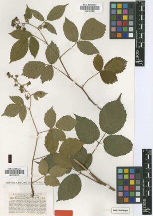 Rubus minutiflorus P.J.Müll. [type]