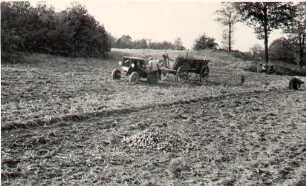 Kartoffelernte in Niedergurig : Běrnjace žně w Delnjej Hórce