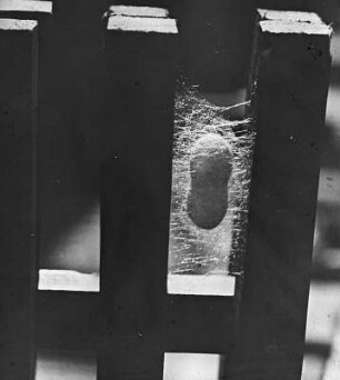 Seidenraupenzucht. Seidenkokon des Seidenspinners, auch Maulbeerspinner (Bombyx mori) genannt, zwischen Hölzern