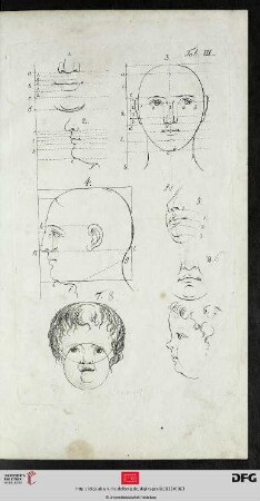 Taf. III [Männliches Gesicht (Proportionen; div. Ansichten)]