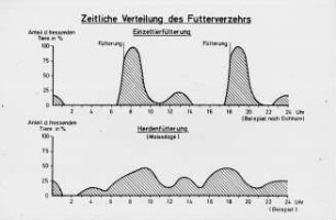 Zeitliche Verteilung des Futterverzehrs - Einzeltierfütterung (nach Eichhorn) - Herdenfütterung