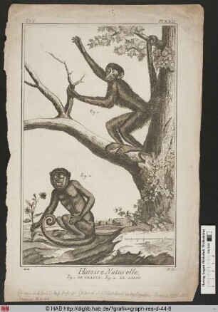 Histoire Naturelle, Fig. 1. Le Coaita, Fig. 2. Le Sajou.