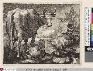 [Kuh links im Vordergrund, sich zum Betrachter drehend, ein Hirte im Hintergrund rechts; Cows]