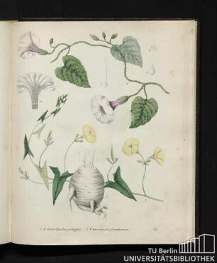 1. - 6. Convolvulus jalappa. / 7. Convolvulus scammonia.