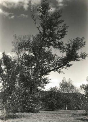 Pillnitz. Pillnitzer Elbinsel (Naturschutzgebiet). Schwarzpappel im Nordosten der Insel