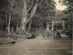 Zahme Rehe am Torii zum Kasuga-Schrein in Nara : Weltreisen. Heilige Rehe am Torii zum Kasuga-Taisha Schrein in Nara. Ansicht mit Einheimischen