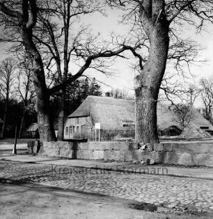 Gutshof: Rosenstraße mit Kopfsteinpflaster: hinten Reetdachscheune [ehemaliger Hengststall]: vorn Feldsteinmauer und Eichen