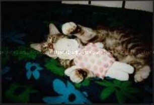 Katze mit Puppe (Foto Sonderthema: Liebe)