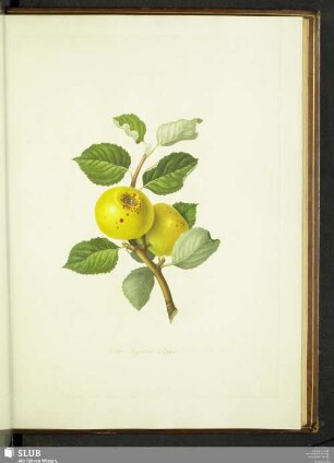The Ingestrie Pippin