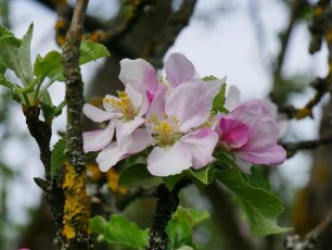 Apfelbaum Sorte: Zuccalmaglios Renette - Baum 86