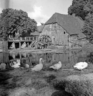 Grander Mühle: verfallenes Mühlengebäude und beschädigtes Mühlrad: links Holzbrücke: darauf Personen: vorn Mühlenteich: im Vordergrund auf Böschung Gänse: hinten Bäume