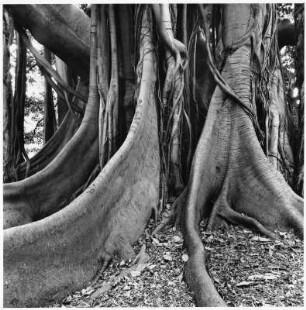 Feigenbaum, Palermo (Italien)